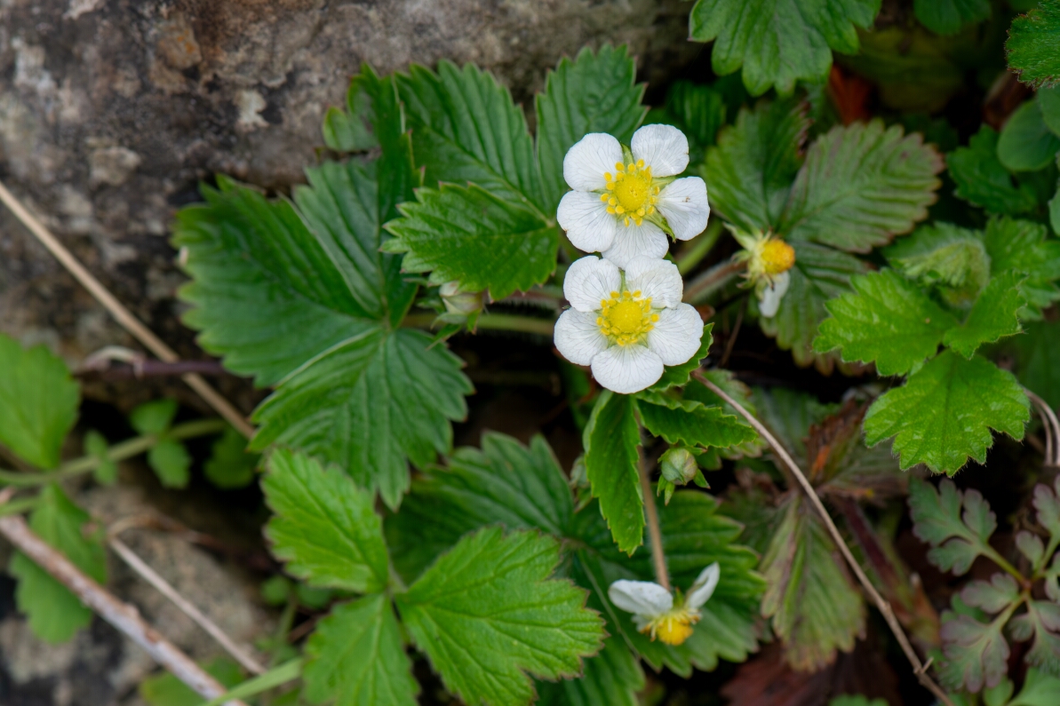 David Plant Photography - Wildlife Photography - Wild strawberry - E.jpg - Wild strawberry - Avon