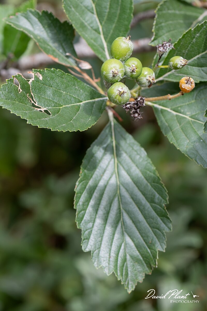 David Plant Photography - Wildlife Photography - Wilmott's whitebeam, Sorbus wilmottiana - A.jpg - Wilmott's whitebeam, Sorbus wilmottiana - Bristol