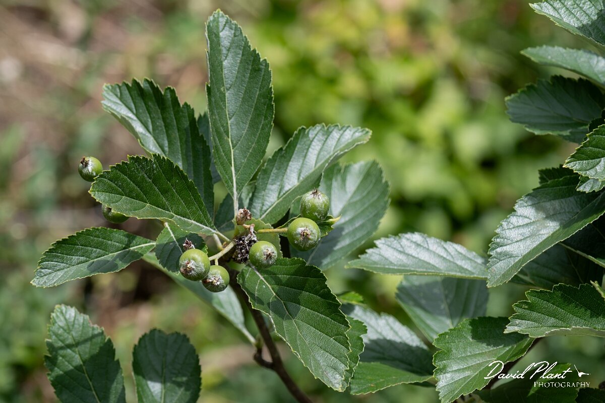David Plant Photography - Wildlife Photography - Wilmott's whitebeam, Sorbus wilmottiana - B.jpg - Wilmott's whitebeam, Sorbus wilmottiana - Bristol