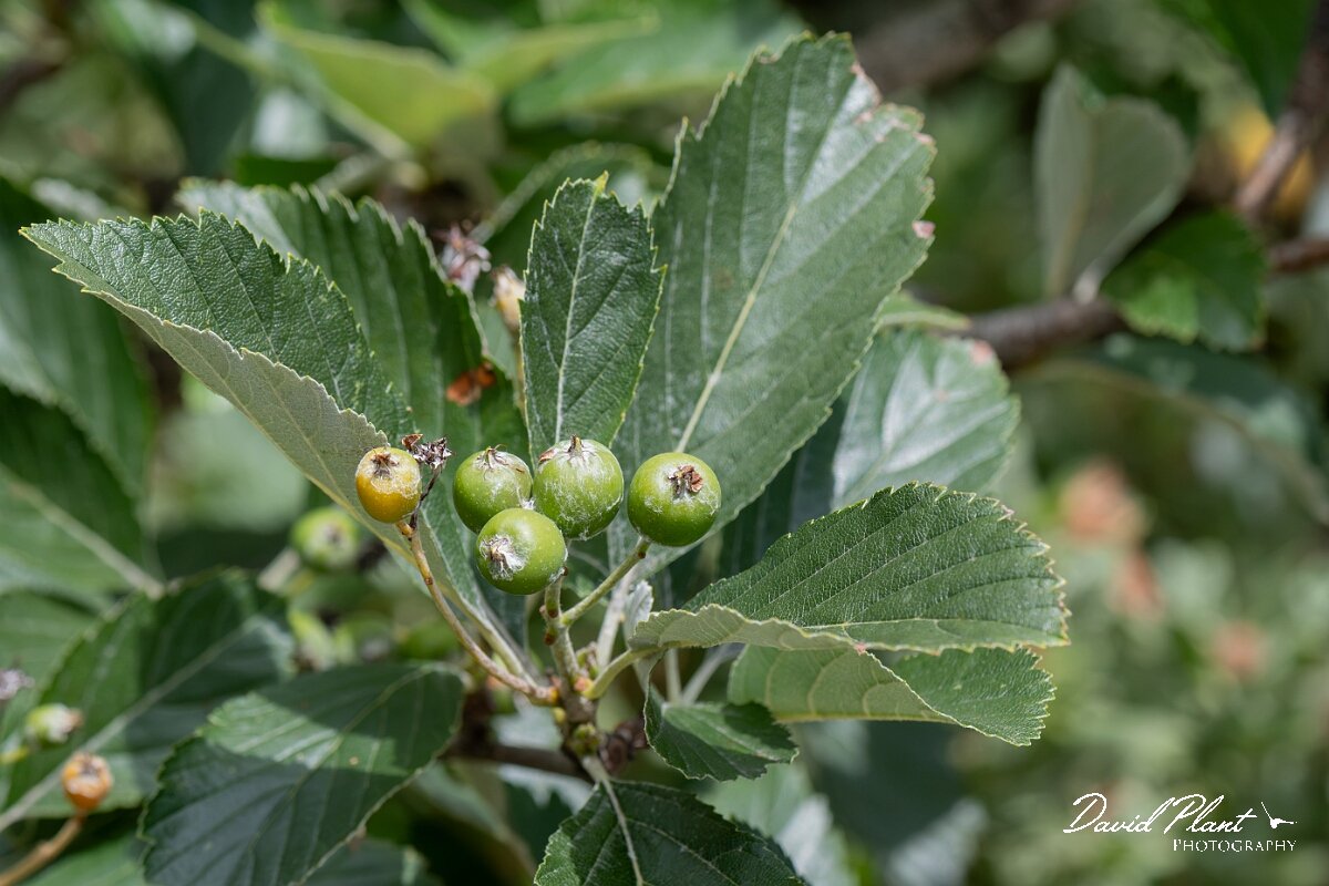 David Plant Photography - Wildlife Photography - Wilmott's whitebeam, Sorbus wilmottiana - C.jpg - Wilmott's whitebeam, Sorbus wilmottiana - Bristol