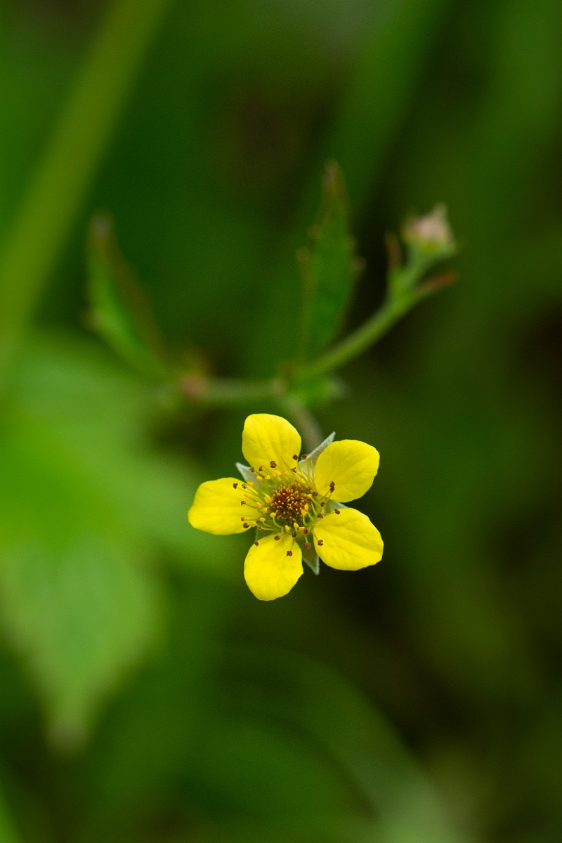 David Plant Photography - Wildlife Photography - Wood avens - C.JPG - Wood avens flower - Cambridgeshire