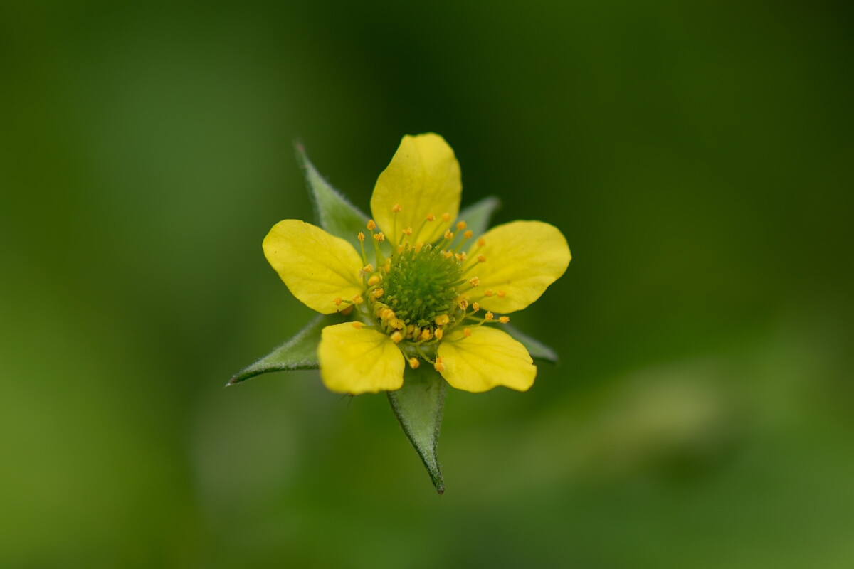 David Plant Photography - Wildlife Photography - Wood avens - E.jpg - Wood avens, flower - Cotswolds