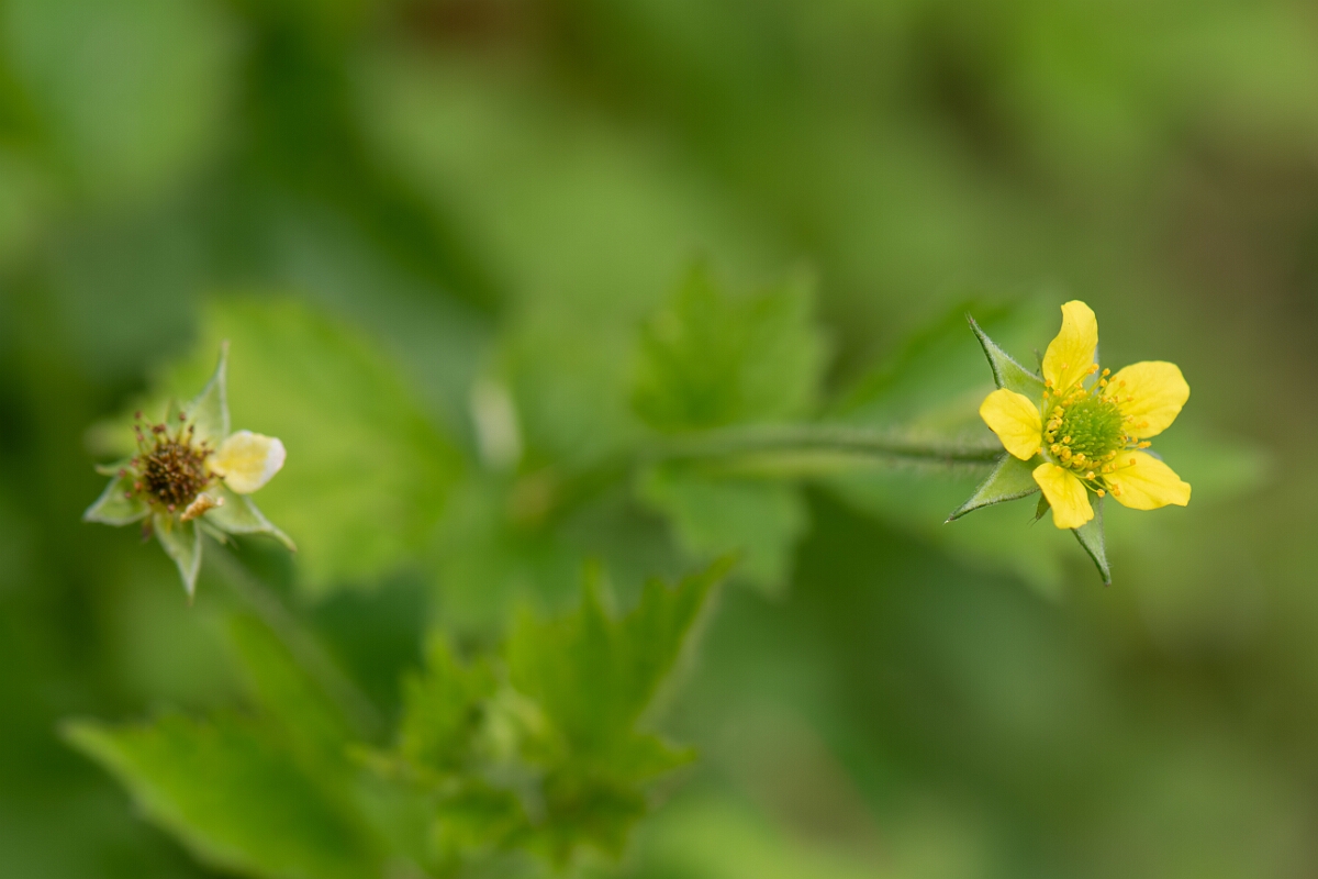 David Plant Photography - Wildlife Photography - Wood avens - F.jpg - Wood avens, flower - Cotswolds