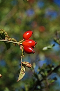 David Plant Photography - Wildlife Photographer - Dog rose fruit - A