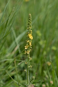 David Plant Photography - Wildlife Photography - Agrimony - D