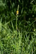 David Plant Photography - Wildlife Photography - Agrimony - E