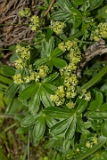 David Plant Photography - Wildlife Photography - Alpine ladys-mantle - A
