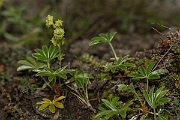 David Plant Photography - Wildlife Photography - Alpine ladys-mantle - B