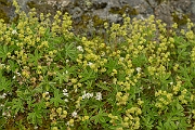 David Plant Photography - Wildlife Photography - Alpine ladys-mantle - C