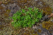 David Plant Photography - Wildlife Photography - Alpine ladys-mantle - D