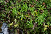 David Plant Photography - Wildlife Photography - Alpine ladys-mantle - F