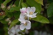 David Plant Photography - Wildlife Photography - Apple - A