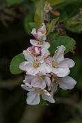 David Plant Photography - Wildlife Photography - Apple - B
