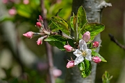 David Plant Photography - Wildlife Photography - Apple - C