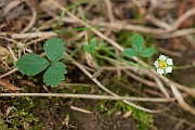 David Plant Photography - Wildlife Photography - Barren strawberry - A