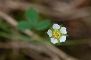 David Plant Photography - Wildlife Photography - Barren strawberry - B
