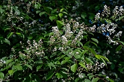 David Plant Photography - Wildlife Photography - Bird cherry - D