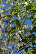 David Plant Photography - Wildlife Photography - Bird cherry - E