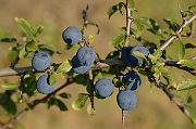 David Plant Photography - Wildlife Photography - Blackthorn - C