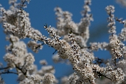 David Plant Photography - Wildlife Photography - Blackthorn - D