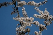David Plant Photography - Wildlife Photography - Blackthorn - E