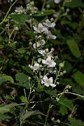 David Plant Photography - Wildlife Photography - Bramble - A