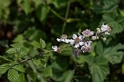 David Plant Photography - Wildlife Photography - Bramble - C