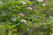 David Plant Photography - Wildlife Photography - Bristol whitebeam, Sorbus bristoliensis - A