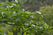 David Plant Photography - Wildlife Photography - Bristol whitebeam, Sorbus bristoliensis - B