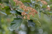 David Plant Photography - Wildlife Photography - Broad-leaved whitebeam - A