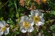 David Plant Photography - Wildlife Photography - Burnet rose - B