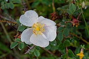 David Plant Photography - Wildlife Photography - Burnet rose - C