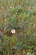 David Plant Photography - Wildlife Photography - Burnet rose - D