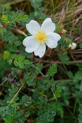 David Plant Photography - Wildlife Photography - Burnet rose - E