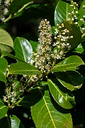 David Plant Photography - Wildlife Photography - Cherry laurel - A