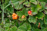 David Plant Photography - Wildlife Photography - Cloudberry - E