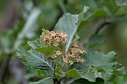 David Plant Photography - Wildlife Photography - Common whitebeam - A