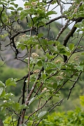 David Plant Photography - Wildlife Photography - Common whitebeam - B