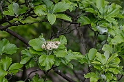 David Plant Photography - Wildlife Photography - Common whitebeam - C