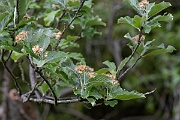 David Plant Photography - Wildlife Photography - Common whitebeam - D