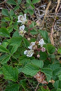 David Plant Photography - Wildlife Photography - Dewberry - C