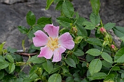 David Plant Photography - Wildlife Photography - Dog rose - D