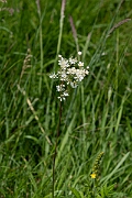 David Plant Photography - Wildlife Photography - Dropwort - D