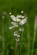 David Plant Photography - Wildlife Photography - Dropwort - E