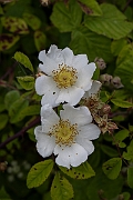 David Plant Photography - Wildlife Photography - Field rose - A