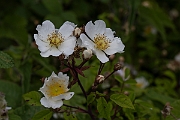 David Plant Photography - Wildlife Photography - Field rose - B