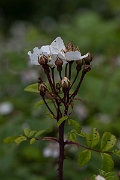 David Plant Photography - Wildlife Photography - Field rose - C