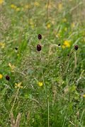 David Plant Photography - Wildlife Photography - Great burnet - D