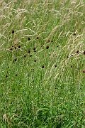 David Plant Photography - Wildlife Photography - Great burnet - E