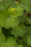 David Plant Photography - Wildlife Photography - Hairy ladys-mantle - A